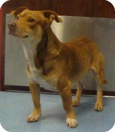 Pembroke Welsh Corgi Mix Dog for Sale in Gainesville, Florida - Diego Pembroke Welsh Corgi Mix Dog for Sale in Gainesville, Florida - Diego