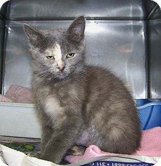 Domestic Shorthair Kitten for Sale in Dover, Ohio - Nadine Domestic Shorthair Kitten for Sale in Dover, Ohio - Nadine