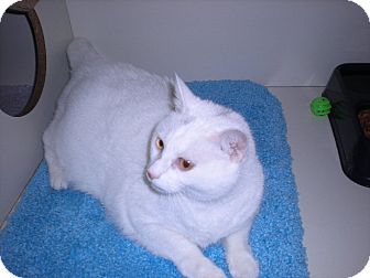 Domestic Shorthair Cat for Sale in New Castle, Pennsylvania - Domestic Shorthair Cat for Sale in New Castle, Pennsylvania -