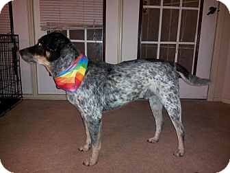 Australian Cattle Dog Dog for Sale in NA, Oklahoma - Whiskey Australian Cattle Dog Dog for Sale in NA, Oklahoma - Whiskey