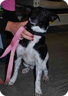 Rat Terrier Mix Dog for Sale in Loudonville, New York - Goofy Rat Terrier Mix Dog for Sale in Loudonville, New York - Goofy