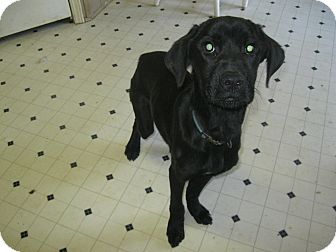 Labrador Retriever Mix Puppy for Sale in Pelham, New York - Marshall Labrador Retriever Mix Puppy for Sale in Pelham, New York - Marshall