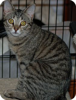 Domestic Shorthair Cat for Sale in Fort Wayne, Indiana - Spangles Domestic Shorthair Cat for Sale in Fort Wayne, Indiana - Spangles