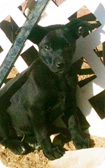 Border Collie Mix Puppy for Sale in Tucson, Arizona - Peppermint Patty Border Collie Mix Puppy for Sale in Tucson, Arizona - Peppermint Patty