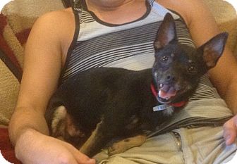 Chihuahua Mix Dog for Sale in Modesto, California - Hutch Chihuahua Mix Dog for Sale in Modesto, California - Hutch