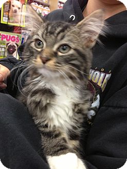 Domestic Longhair Kitten for Sale in La Canada Flintridge, California - Thatcher Domestic Longhair Kitten for Sale in La Canada Flintridge, California - Thatcher