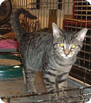 Domestic Shorthair Kitten for Sale in New Haven, Connecticut - Terrence Domestic Shorthair Kitten for Sale in New Haven, Connecticut - Terrence