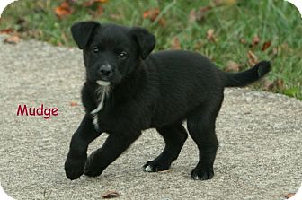 Labrador Retriever Mix Puppy for Sale in Danbury, Connecticut - Mudge Labrador Retriever Mix Puppy for Sale in Danbury, Connecticut - Mudge