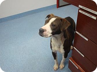 American Pit Bull Terrier Mix Dog for Sale in Gainesville, Florida - Darla American Pit Bull Terrier Mix Dog for Sale in Gainesville, Florida - Darla