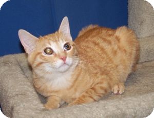Domestic Shorthair Kitten for Sale in Colorado Springs, Colorado - Hamish Domestic Shorthair Kitten for Sale in Colorado Springs, Colorado - Hamish