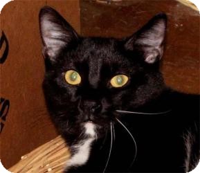 Domestic Shorthair Cat for Sale in Milford, Ohio - Maynard Domestic Shorthair Cat for Sale in Milford, Ohio - Maynard