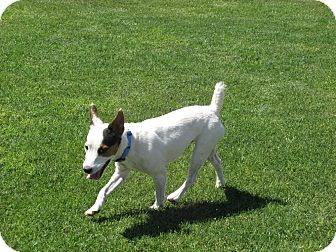 Jack Russell Terrier Dog for Sale in Scottsdale, Arizona - EDDIE V Jack Russell Terrier Dog for Sale in Scottsdale, Arizona - EDDIE V