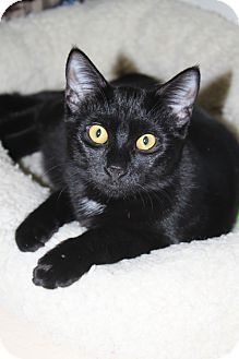 Domestic Shorthair Cat for Sale in North Branford, Connecticut - Bingo Domestic Shorthair Cat for Sale in North Branford, Connecticut - Bingo