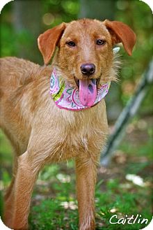 Scottish Deerhound/Deerhound Mix Dog for Sale in Wilmington, Delaware - Caitlyn Scottish Deerhound/Deerhound Mix Dog for Sale in Wilmington, Delaware - Caitlyn