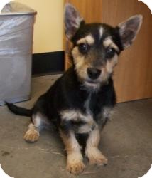 Chihuahua/Terrier (Unknown Type, Small) Mix Puppy for Sale in Sparta, New Jersey - Reese Chihuahua/Terrier (Unknown Type, Small) Mix Puppy for Sale in Sparta, New Jersey - Reese