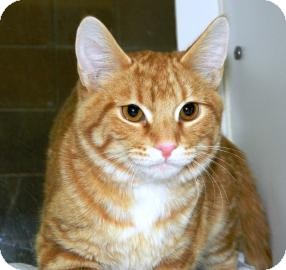 Domestic Shorthair Cat for Sale in Cheyenne, Wyoming - Blitzen Domestic Shorthair Cat for Sale in Cheyenne, Wyoming - Blitzen