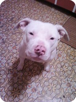 American Pit Bull Terrier Dog for Sale in Carey, Ohio - WILBUR American Pit Bull Terrier Dog for Sale in Carey, Ohio - WILBUR
