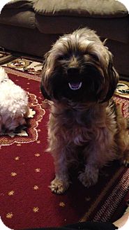 Yorkie, Yorkshire Terrier/Poodle (Miniature) Mix Dog for Sale in Hazard, Kentucky - Crissy Yorkie, Yorkshire Terrier/Poodle (Miniature) Mix Dog for Sale in Hazard, Kentucky - Crissy