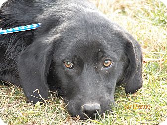 Flat-Coated Retriever/Golden Retriever Mix Dog for Sale in Sussex, New Jersey - Shirley Flat-Coated Retriever/Golden Retriever Mix Dog for Sale in Sussex, New Jersey - Shirley