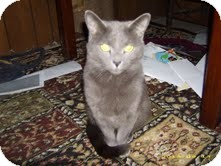 Russian Blue Cat for Sale in Sherman, Connecticut - Platinum Russian Blue Cat for Sale in Sherman, Connecticut - Platinum
