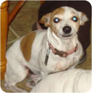 Jack Russell Terrier/Rat Terrier Mix Dog for Sale in Thomasville, North Carolina - Liza Jane Jack Russell Terrier/Rat Terrier Mix Dog for Sale in Thomasville, North Carolina - Liza Jane