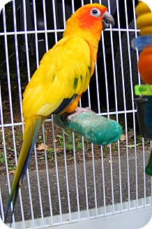 Conure for Sale in Mantua, Ohio - BUDDY Conure for Sale in Mantua, Ohio - BUDDY