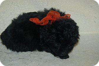 Poodle (Toy or Tea Cup)/Dachshund Mix Puppy for Sale in Hazard, Kentucky - Cooper Poodle (Toy or Tea Cup)/Dachshund Mix Puppy for Sale in Hazard, Kentucky - Cooper