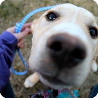 Labrador Retriever/Husky Mix Puppy for Sale in Westland, Michigan - Lexi Labrador Retriever/Husky Mix Puppy for Sale in Westland, Michigan - Lexi