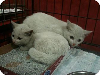 Domestic Shorthair Kitten for Sale in Pittstown, New Jersey - Koda and Jesse Domestic Shorthair Kitten for Sale in Pittstown, New Jersey - Koda and Jesse