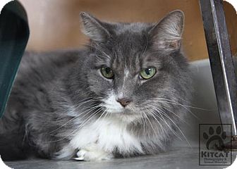 Domestic Longhair Cat for Sale in Lancaster, Massachusetts - Timmy Domestic Longhair Cat for Sale in Lancaster, Massachusetts - Timmy