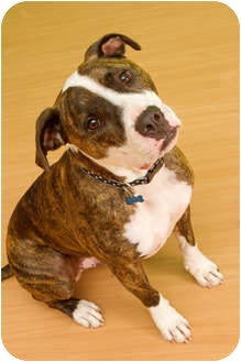 American Bulldog/Mastiff Mix Dog for Sale in Troy, Michigan - Teddy Bear American Bulldog/Mastiff Mix Dog for Sale in Troy, Michigan - Teddy Bear