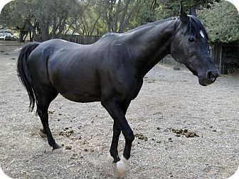 Arabian Mix for Sale in El Dorado Hills, California - Star Arabian Mix for Sale in El Dorado Hills, California - Star