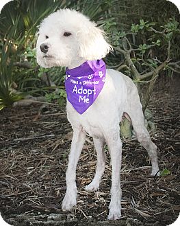 Poodle (Miniature) Dog for Sale in North Palm Beach, Florida - Duffy Poodle (Miniature) Dog for Sale in North Palm Beach, Florida - Duffy
