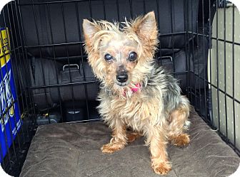 Yorkie, Yorkshire Terrier Dog for Sale in The Villages, Florida - Sophia Yorkie, Yorkshire Terrier Dog for Sale in The Villages, Florida - Sophia