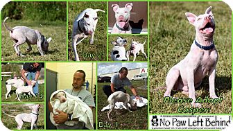 American Staffordshire Terrier Mix Dog for Sale in Lighthouse Point, Florida - Casper American Staffordshire Terrier Mix Dog for Sale in Lighthouse Point, Florida - Casper
