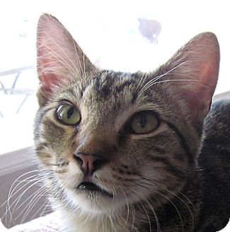 Domestic Shorthair Cat for Sale in Winchester, California - Phantom Domestic Shorthair Cat for Sale in Winchester, California - Phantom
