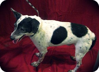 Terrier (Unknown Type, Small) Mix Dog for Sale in Prole, Iowa - Gene Terrier (Unknown Type, Small) Mix Dog for Sale in Prole, Iowa - Gene