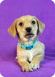 Poodle (Miniature)/Dachshund Mix Puppy for Sale in Westminster, Colorado - Pippi Poodle (Miniature)/Dachshund Mix Puppy for Sale in Westminster, Colorado - Pippi