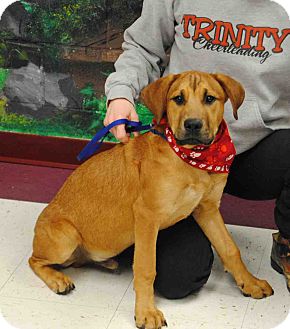 Hound (Unknown Type) Mix Puppy for Sale in Euless, Texas - Huck Hound (Unknown Type) Mix Puppy for Sale in Euless, Texas - Huck