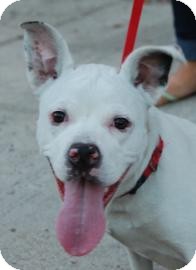 Pit Bull Terrier Mix Dog for Sale in Brooklyn, New York - Sally Pit Bull Terrier Mix Dog for Sale in Brooklyn, New York - Sally