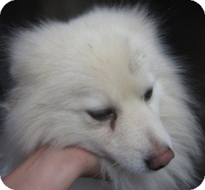 American Eskimo Dog Mix Dog for Sale in Sacramento, California - Max of Sacramento,CA American Eskimo Dog Mix Dog for Sale in Sacramento, California - Max of Sacramento,CA