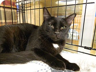 Domestic Mediumhair Cat for Sale in The Colony, Texas - Astrid Domestic Mediumhair Cat for Sale in The Colony, Texas - Astrid