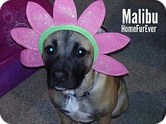 Shepherd (Unknown Type)/American Staffordshire Terrier Mix Puppy for Sale in Detroit, Michigan - Malibu-Adopted! Shepherd (Unknown Type)/American Staffordshire Terrier Mix Puppy for Sale in Detroit, Michigan - Malibu-Adopted!