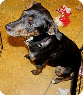Labrador Retriever/Rat Terrier Mix Dog for Sale in Silsbee TX, Texas - Sally Labrador Retriever/Rat Terrier Mix Dog for Sale in Silsbee TX, Texas - Sally