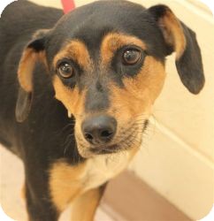 Beagle Mix Dog for Sale in Southern, Maine - Raigen-URGENT in GA Beagle Mix Dog for Sale in Southern, Maine - Raigen-URGENT in GA