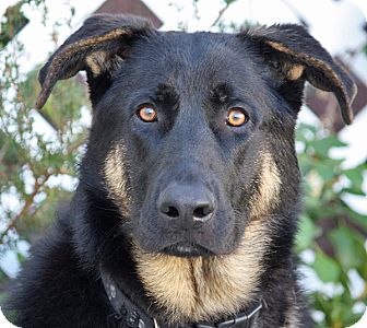 German Shepherd Dog Mix Dog for Sale in Los Angeles, California - Randolph von Rehna German Shepherd Dog Mix Dog for Sale in Los Angeles, California - Randolph von Rehna
