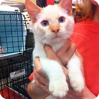 Siamese Kitten for Sale in Pittstown, New Jersey - Hawk Siamese Kitten for Sale in Pittstown, New Jersey - Hawk