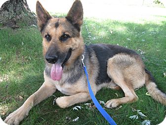 German Shepherd Dog Dog for Sale in Greeneville, Tennessee - Lucas German Shepherd Dog Dog for Sale in Greeneville, Tennessee - Lucas