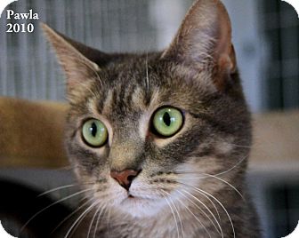 Domestic Shorthair Cat for Sale in Gaithersburg, Maryland - Pawla Domestic Shorthair Cat for Sale in Gaithersburg, Maryland - Pawla