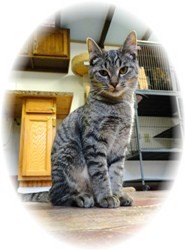 Domestic Shorthair Kitten for Sale in Shelton, Washington - Charlotte Domestic Shorthair Kitten for Sale in Shelton, Washington - Charlotte